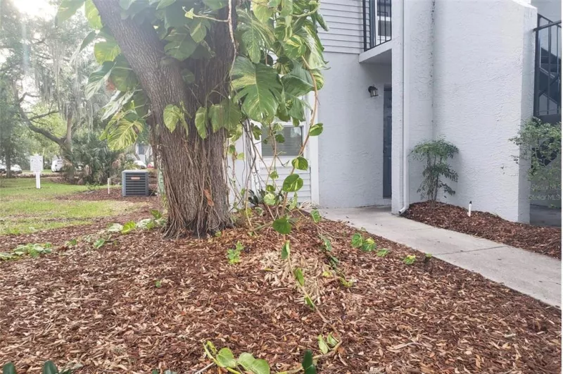 TAMPA